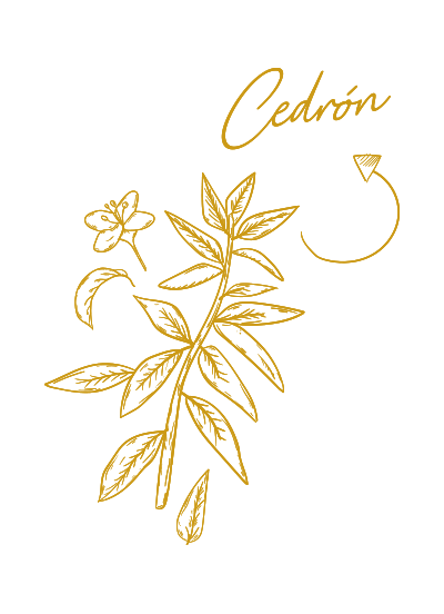 Cedrón