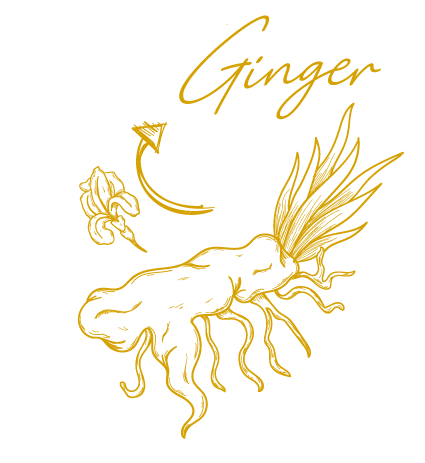 Jengibre