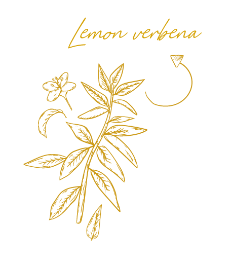 Cedrón